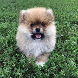 Meet your Posher, Julia